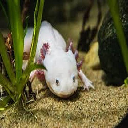 Axolotl Food, 3/16" Soft Moist Sinking Pellets, Rangen's Salmon Sinking Pellets for Medium Size Axolotl. Also Shrimp, Snails, Crabs, Crayfish, Plecos, Catfish, All Tropical Fish...3-lb Bag