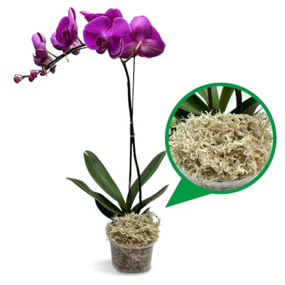 Natural Long Fiber Sphagnum Moss 42QT for Orchid Potting Mix, and Moss Pole for Plants Indoor. Ideal for Propagating Plants, Maintaining Humidity for Reptiles, Isopods in Paludarium, Aquascape (12 OZ) - size: 12 OZ