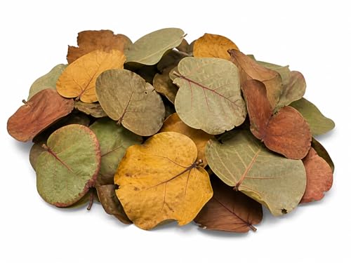 40 Natural Sea Grape Leaves from Florida Preserve – Organic, Chemical-Free Leaf Litter for Terrariums, Hermit Crabs, Reptiles & Crafts – Large Assorted Sizes (2- Gallon Bags)