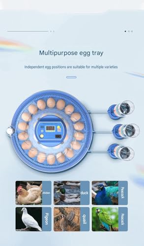 JUJOJB 12-Egg Incubator with Automatic Turner and Temperature Control | Humidity control, built-in egg candler, 360-degree clear window. For chicken, duck, quail, turkey eggs. Adjustable dividers. - color: Blue
