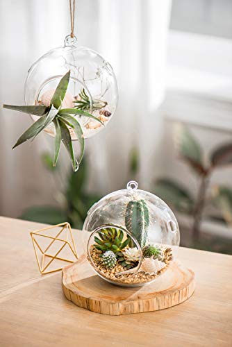 Mkono Hanging Glass Terrarium, 2 Pack Air Plant Holder Globe Hanger Planter