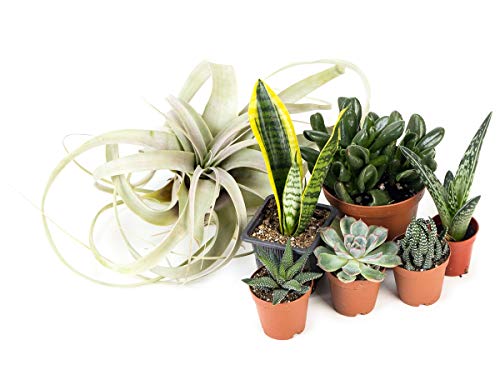Josh's Frogs Desert Plant Kits for Arid Bioactive Terrariums (Medium) - size: Medium