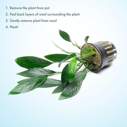 Anubias Live Aquarium Plants - Potted Freshwater Plant for Fish Tanks, Terrariums - Beginner Friendly Low Light (Congensis, 3 Pots) - color: Congensis, size: 3 Pots