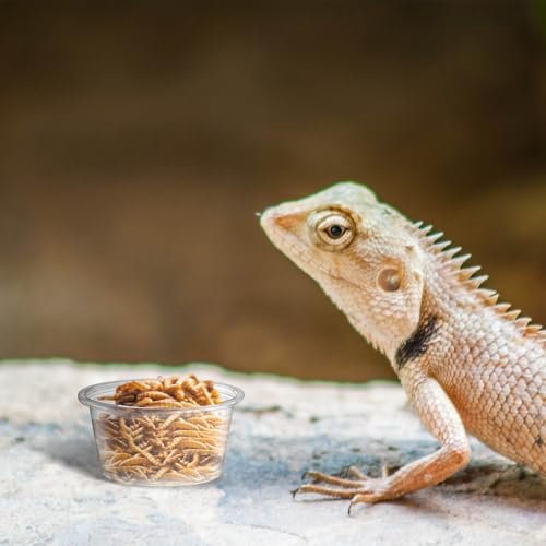 1200PCS 0.5oz Gecko Food Cups | Durable Plastic Leak-Proof Reptile Feeder Cups - for Geckos, Lizards & Small Pets | Multi-Purpose for Terrarium Daily Feeding(0.5oz) - size: 1200PCS