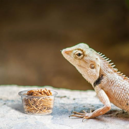 600PCS 0.5oz Gecko Food Cups | Durable Plastic Leak-Proof Reptile Feeder Cups - for Geckos, Lizards & Small Pets | Multi-Purpose for Terrarium Daily Feeding(0.5oz) - size: 600PCS