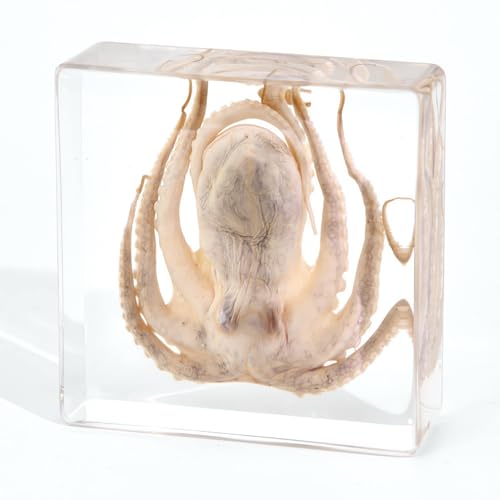 Taxidermy Octopus, Real Oceans Octopus Specimen in Resin Preserved, Clear Acrylic Sealed for Closer-Look & Study, Science Educational Classroom Specimen, Unique Amazing Great Gift (3x3x1-inch) - size: Medium