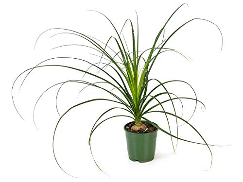 Josh's Frogs Desert Plant Kits for Arid Bioactive Terrariums (Large) - size: Large