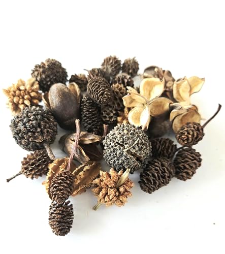 Natural Botanical Seed Pods, 37-Piece Premium Small Seed Pod Mixed Variety Pack, Bioactive Botanicals, Nano Terrarium Decor, Isopod Food and Hides, Aquarium Botanicals
