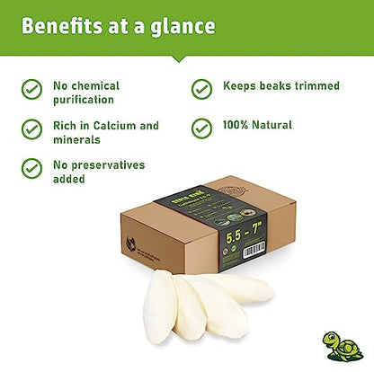 Sepia King - Large - 100% Natural Calcium Supplement - Premium Cuttlebone perfect for Birds, Tortoises, Snails, Reptiles - 5.5 to 7 inch