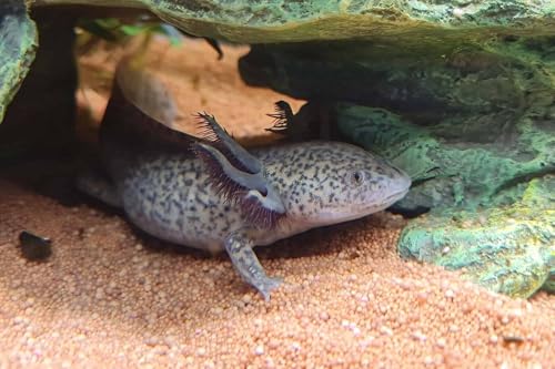 Axolotl Blackworm Pellets. 2mm-1/16 Sinking California Blackworm Small Pellets for Small Axolotl, Frogs, Shrimp, Salamanders, Newts, Snails…2-lbs 4oz Jar - size: 2.25 Pound (Pack of 1)