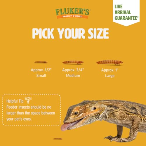 Fluker's Live Mealworms, 250 Count Insects for Reptiles, Chickens, and Birds, Medium Size, (Approx. 3/4") - size: 250 Count (Pack of 1), style: Medium, 3/4"