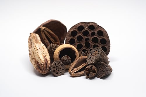 NaturePods Natural Dried Seed Pods and Botanicals Collection, Dart Frog Vivarium, Mixed Terrarium Decor, Aquarium Tank Decorative Elements, Aquarium Botanicals