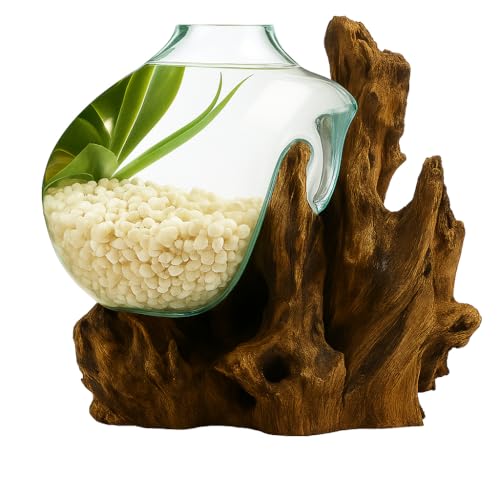 OMA Hand Blown Molten Glass on Driftwood Terrarium Vase or Planter – Recycled Glass & Natural Wood for Coastal & Boho Home Décor (12"–14" High) - size: 12" - 14" High