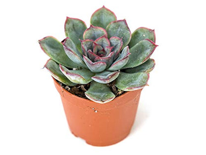Josh's Frogs Desert Plant Kits for Arid Bioactive Terrariums (Extra Small) - size: Extra Small