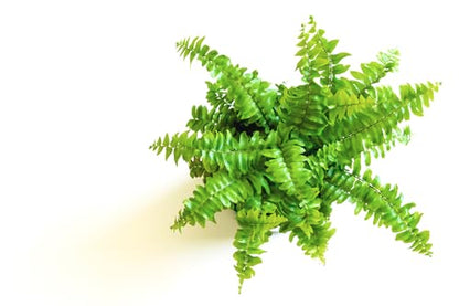 Hirt's Terrarium Kit with 3 Live Mini Ferns in 2" Pots