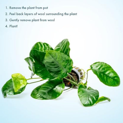 Anubias Live Aquarium Plants - Potted Freshwater Plant for Fish Tanks, Terrariums - Beginner Friendly Low Light (Barteri Wrinkle Leaf, 3 Pots) - color: Barteri Wrinkle Leaf, size: 3 Pots
