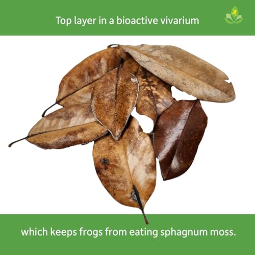 Josh's Frogs Organic Magnolia Leaf Litter, 1 Gallon/40 Leaves | USA Collected
