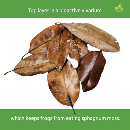Josh's Frogs Organic Magnolia Leaf Litter, 1 Gallon/40 Leaves | USA Collected