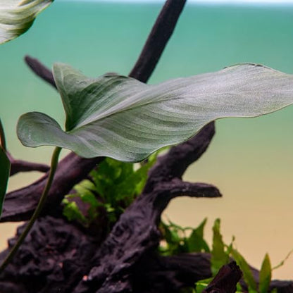 Live Plants – Anubias Hastifolia (Anubias hastifolia) – Low to Moderate Light, Medium to Dark Green Arrow-Shaped Leaves, Midground to Background Tank Placement - Pot, 3 Pack - color: Anubias Hastifolia, size: 3 Pots