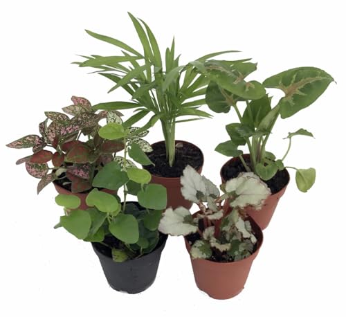 Hirt's Terrarium Kit with 5 Terrarium Plants and 5 Ferns