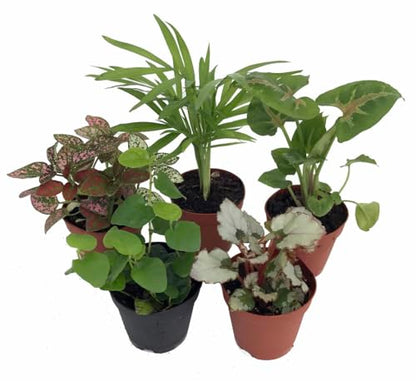 Hirt's Terrarium Kit with 5 Terrarium Plants and 5 Ferns