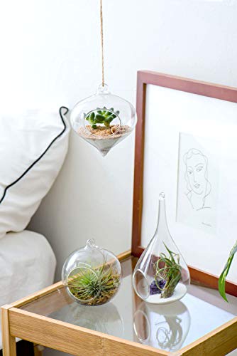 Mkono 3 Pack Air Plant Holder, Glass Hanging Planter Terrarium Globe Hanger | for Indoor Live Fern Succulent, Unique Display Jar,Home Office Christmas Holiday Decor,Plant Lover Gift,Airplant Excluded