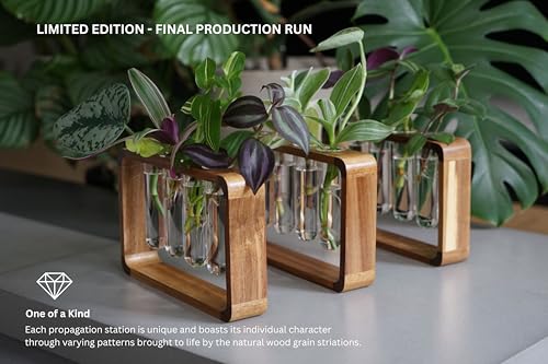Source & Plot Plant Propagation Station - Acacia Wood Stand with 4 Glass Test Tubes, Tabletop Hydroponic Terrarium Planter Rack for Rooting & Houseplant Decor, Gift for Plant Lovers