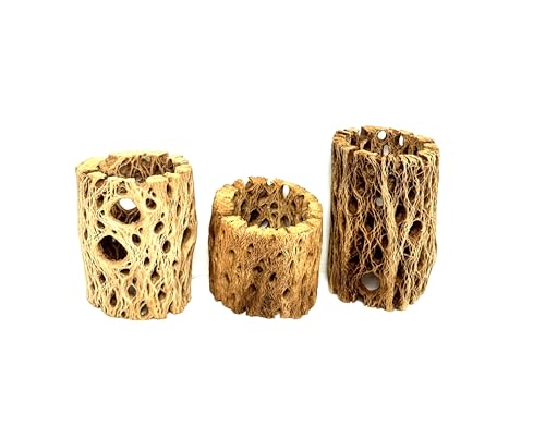 Natural Cholla Wood Decorative Holders, for Air Plants, Terrariums, Aquariums, Crafts & More Cactus Skeleton Planter, Set of 3