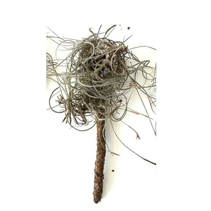 Bioactive Terrarium Kit with 4 Live Air Plants - Complete Reptile Habitat Decor for Geckos, Hermit Crabs & Frogs - Includes Spider Wood & Dried Grape Leaves