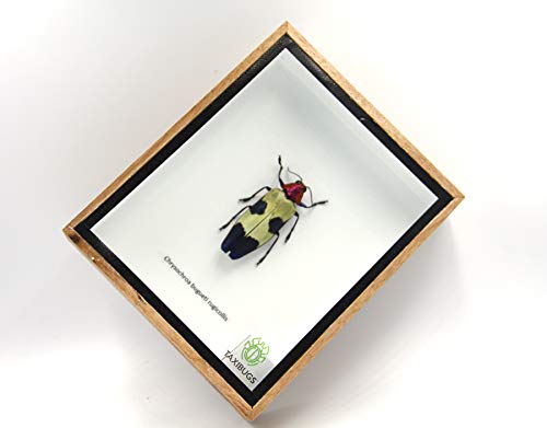 Jewel Beetle Mounts Insect Animals Taxidermy in Framed (Chrysohroa Bugueti Rugicollis) - style: Chrysohroa Bugueti Rugicollis