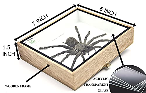 Real Giant Tarantula EURYPEIMA SPINCRUS Spider Taxidermy Boxed Display - color: WOODEN BOX