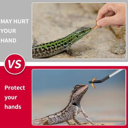 3PCS Stainless Steel Reptile Feeding Tongs with Rubber Tip,10.6” Straight&Curved Long Aquarium or Craft Tweezers,Bearded Dragon Reptile Gecko Frog Snakes Tank Enclosure Accessories (Tweezers&Spoon)