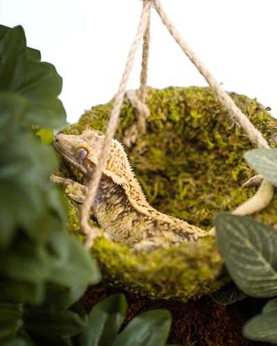 Handmade Crested Gecko Tank Decor – Hanging Shelter for Bearded Dragon Accessories, Reptile Hammock, Hermit Crab, Snake and Other Small Reptiles