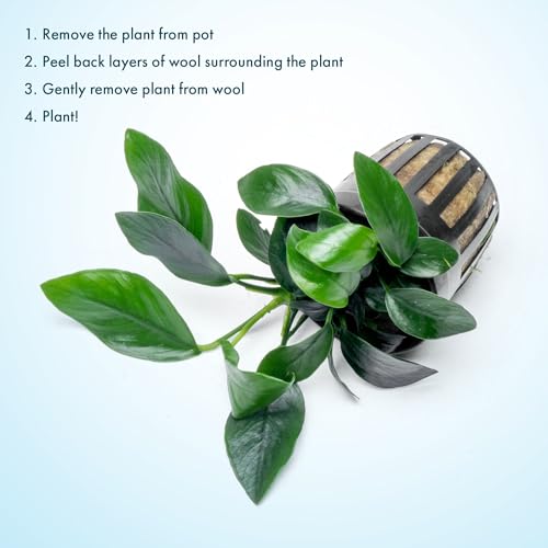 Anubias Live Aquarium Plants - Potted Freshwater Plant for Fish Tanks, Terrariums - Beginner Friendly Low Light (Spear Leaf, 3 Pots) - color: Spear Leaf, size: 3 Pots