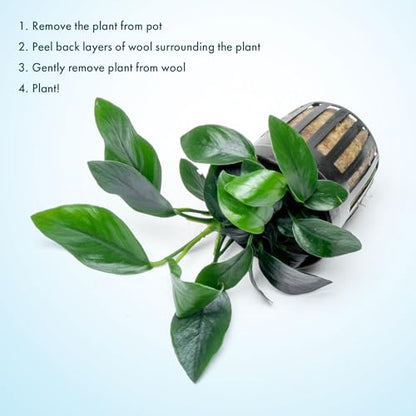Anubias Live Aquarium Plants - Potted Freshwater Plant for Fish Tanks, Terrariums - Beginner Friendly Low Light (Spear Leaf, 3 Pots) - color: Spear Leaf, size: 3 Pots