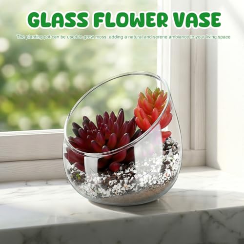 Homoyoyo Clear Glass Terrarium Bowl Vase Slanted Mouth Decorative Bowl for Succulents Moss Air Plants Small Indoor Planter for Desks Bookshelves Home Centerpieces 4.72 X 4.33 X 3.93 in