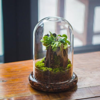 NCYP Glass Dome Cloche with Base and Air Hole - 5.9 x 5.9 x 8.2 Inches Indoor Tabletop Display Terrarium for Venus Flytrap - Home Modern Decoration, Clear (No Plants)