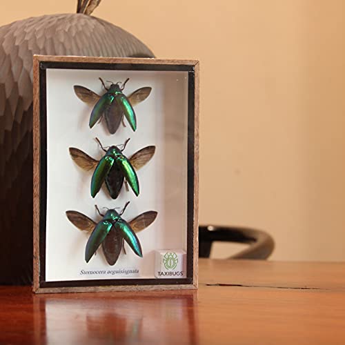 Jewel Beetle Mounts Insect Animals Taxidermy in Framed (3 Sternocera Aeguisignata) - style: 3 Sternocera Aeguisignata
