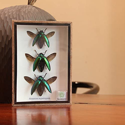 Jewel Beetle Mounts Insect Animals Taxidermy in Framed (3 Sternocera Aeguisignata) - style: 3 Sternocera Aeguisignata