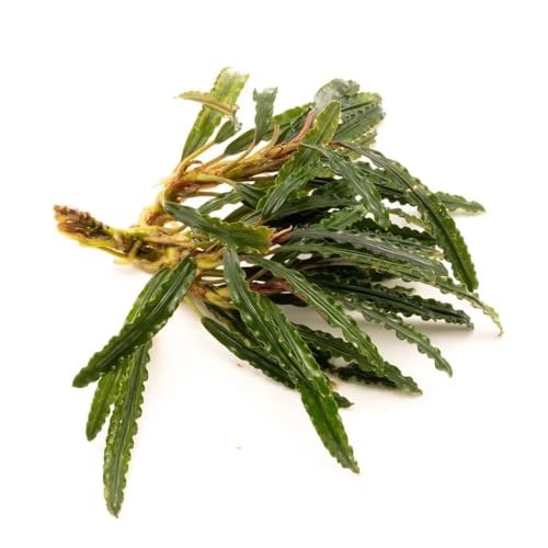 Live Plants - Fenestratarum Mulyadii (Fenestratarum mulyadii) - Low to Medium Light, Deep Green, Hardscape, Terrarium or Paludarium Placement - Rhizome/Epiphyte Growth - Loose, 1 Pack - color: Fenestratarum Mulyadii, size: Loose / Bare Root