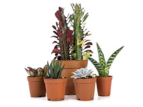 Josh's Frogs Desert Plant Kits for Arid Bioactive Terrariums (Small) - size: Small