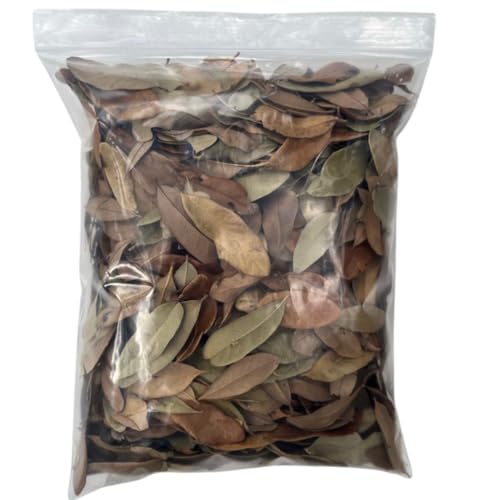 Texas Live Oak Leaves in Resealable Bag (1 Gallon) - Bioactive Substrate for Reptiles, Isopods, Terrariums & Vivariums - size: 1 gallon - resealable