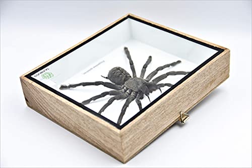 Real Giant Tarantula EURYPEIMA SPINCRUS Spider Taxidermy Boxed Display - color: WOODEN BOX