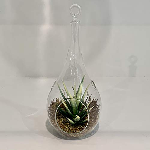 WGVI WGV Glass Hanging Plant Terrarium, Width 4.75", Height 9.5", Teardrop Pear DIY Air Succulent Planter Clear Tea Light Votive Candle Holder, Wedding Event Office Home Outdoor Decor, 1 Piece - size: Pear