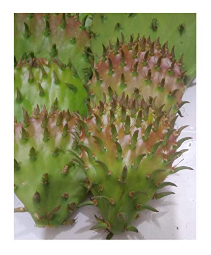 12 Oz FRESH Tortoise Turtle Iguana Reptile SUPER FOOD Spineless Opuntia Prickly Pear Cactus
