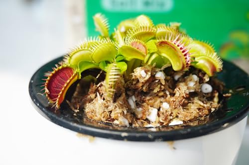 Carnivorous Plant Soil Mix 2 Qts, Include Perlite and Sphagnum Moss Debris, Great Potting Soil for Venus Fly Traps, Pitcher Plants, Sundews - size: 2 Quarts