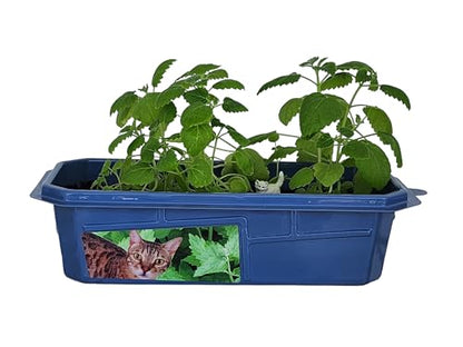 Toys by Nature Miniature Worlds Organic Catnip Windowsill Terrarium Starter Kit, Complete Supplies and Easy-to-Grow Indoor Plants Linen Sachet and Seeds Included! (Crazy Cat Plant) - style: Crazy Cat Plant