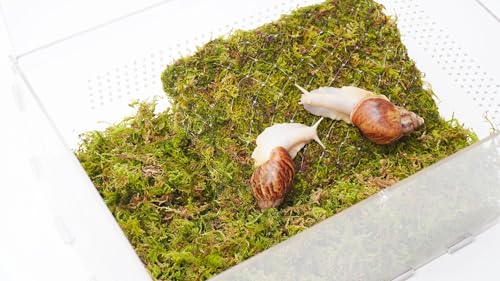 Snail Terrarium Kit with Climbing Accessories11.22 L x 7.87" W x 6" H Clear Small Animal House for Snails, Caterpillars& Small Critters – Includes 7" Climbing Wall and Substrate