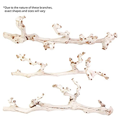 Koyal Wholesale 24" Natural Grapevine, Sandblasted Reptile Wood Branches, Terrarium Grapewood, Reptile Branch, Grapewood Branch, Grapevine Wood for Wedding Centerpieces, Branch Décor - size: 24 Inch
