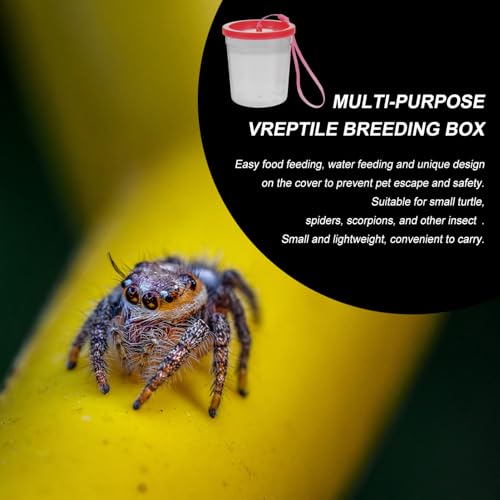 Sosoport 1pc Reptile Feeding Box for Insects and Mini Aquatic Pets Easy to Observe Habitat Strong and Wear- Design for Crickets and Reptiles - color: Transparent